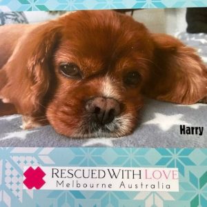 2025 Rescued With Love Calendar