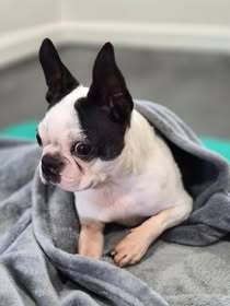 Rescued With Love