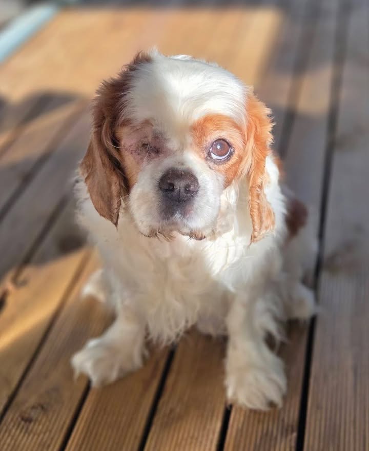 Rescued With Love
