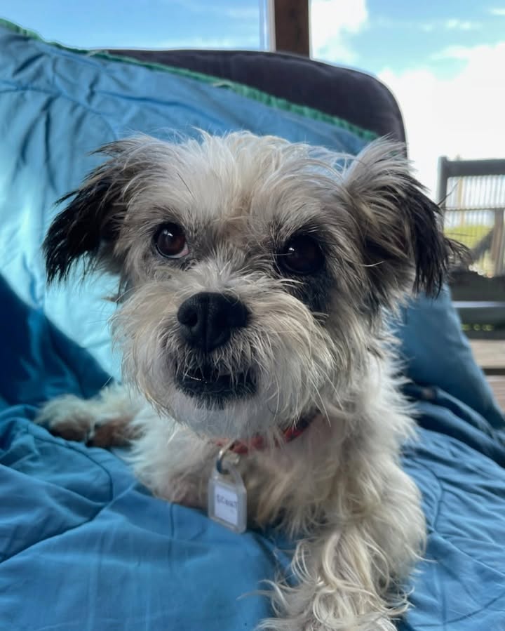 Rescued With Love