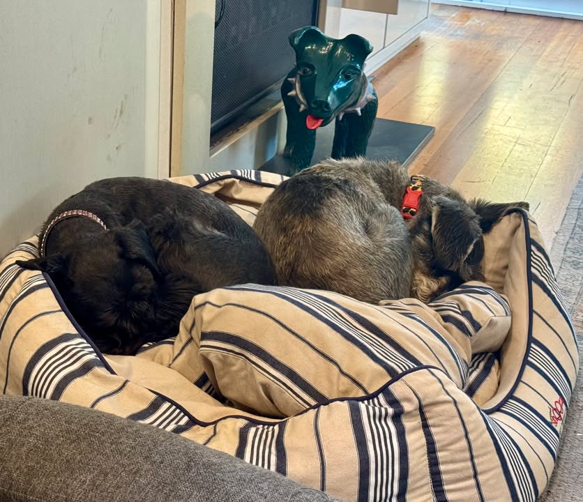 Rescued With Love