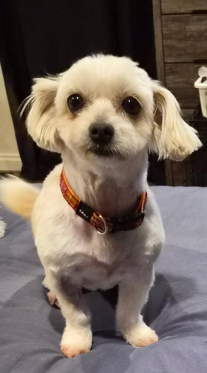 Rescued With Love