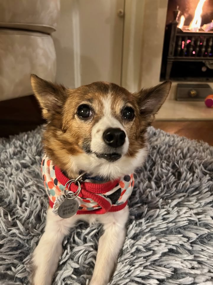 Rescued With Love