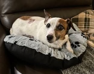 Rescued With Love