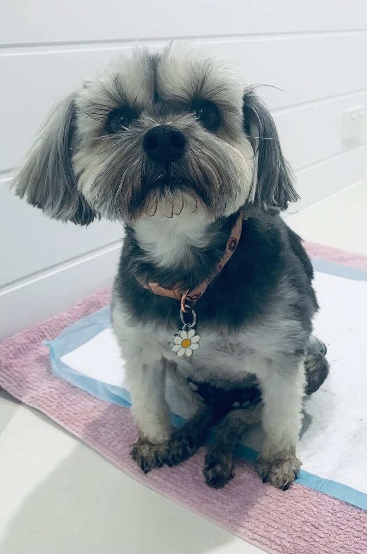 Rescued With Love