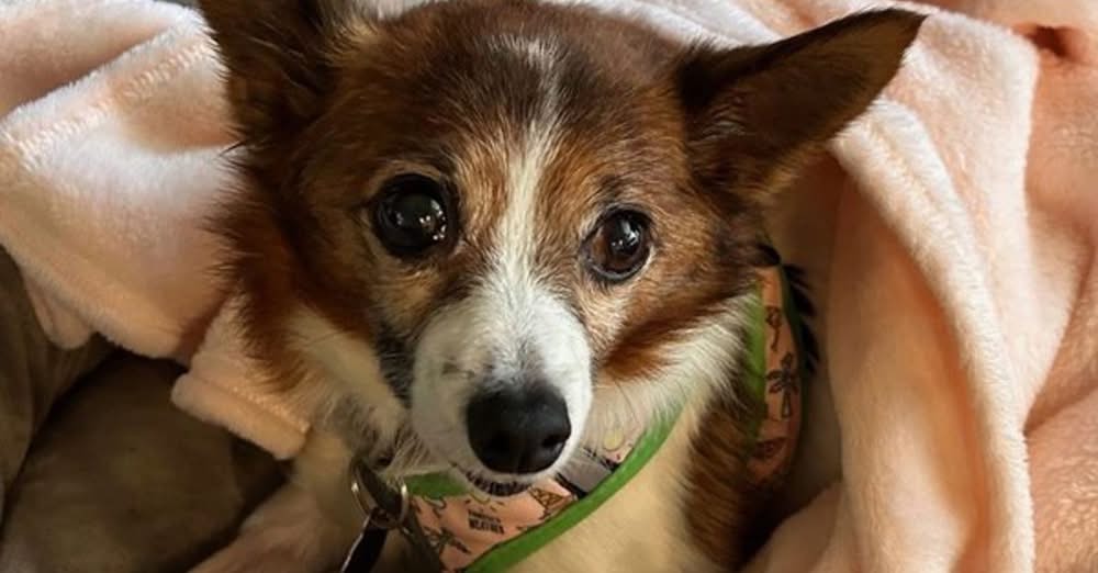 Rescued With Love